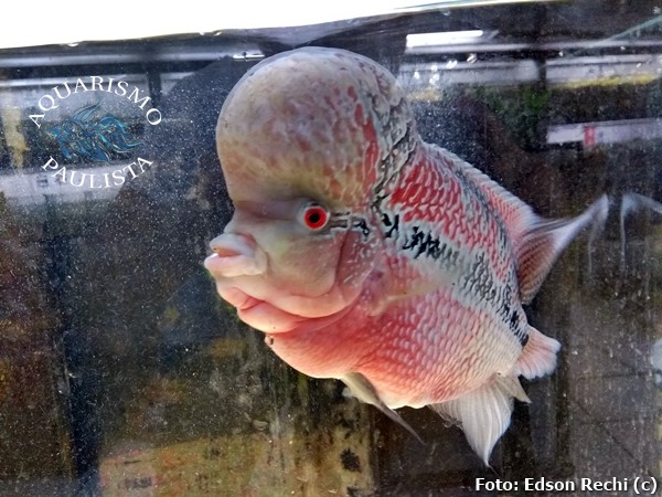 Flowerhorn