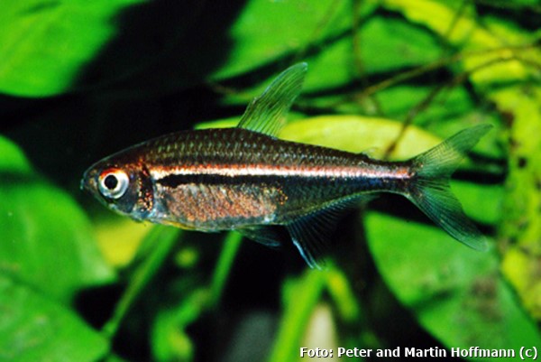 Tetra Bandeira (Hyphessobrycon heterorhabdus)