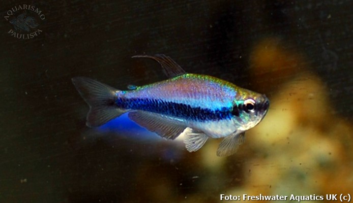 Tetra Puxa Puxa (Inpaichthys kerri)