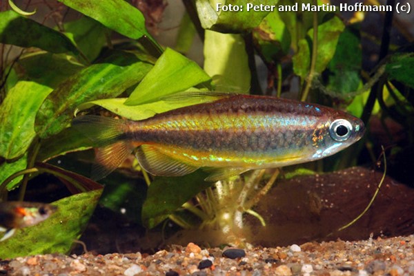 Tetra “africano” (Phenacogrammus aurantiacus)