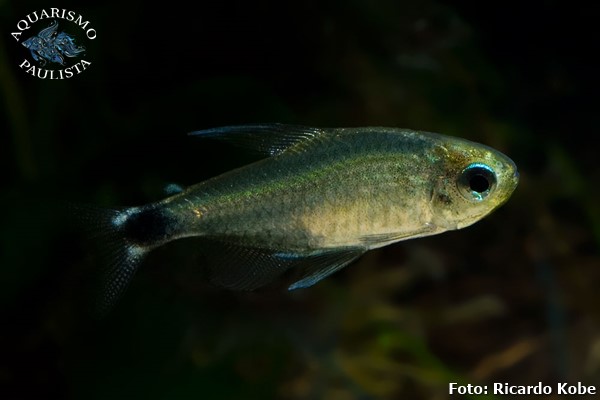 Tetra German Kaiser (Hyphessobrycon elachys)