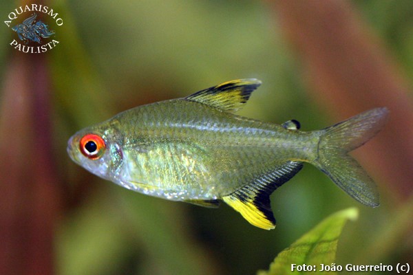 Tetra Limão (Hyphessobrycon pulchripinnis)