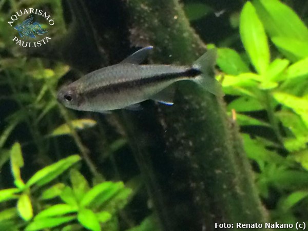 Tetra Savana (Hyphessobrycon stegemanni)
