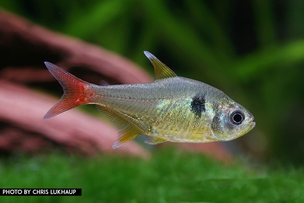 Tetra Fantasma Amarelo (Hyphessobrycon roseus)