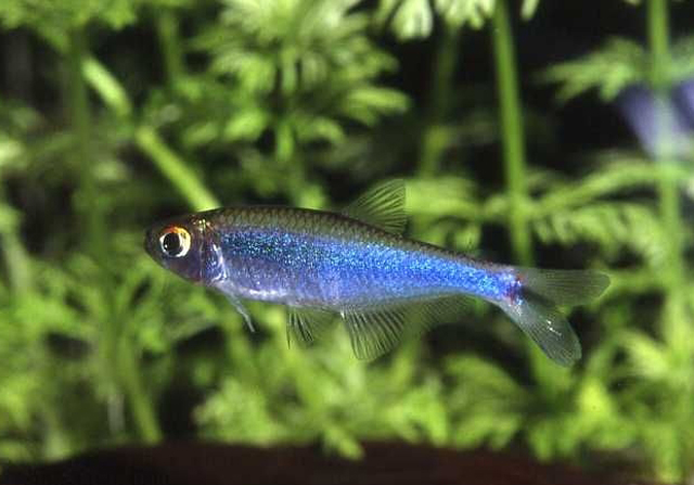 Tetra Azul (Knodus borki)