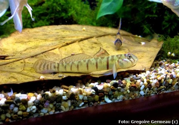 Goby (Awaous flavus)