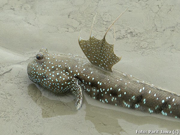 Mudskipper Azul Manchado (Boleophthalmus boddarti)