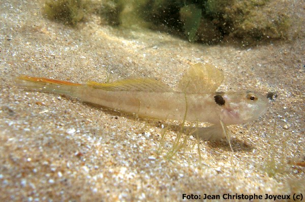 Amoré, Rondon (Ctenogobius boleosoma)