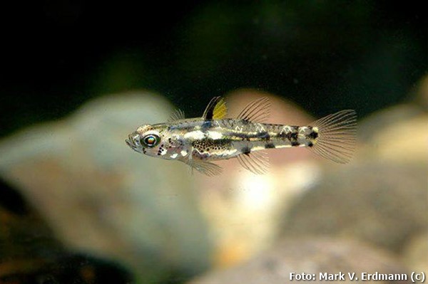 Goby Pigmeu (Pandaka pygmaea)
