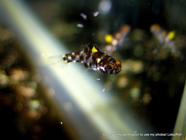 Goby Pigmeu “roux” (Pandaka rouxi)