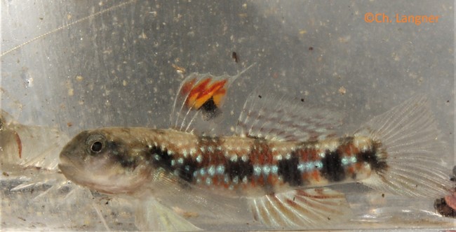 Goby (Redigobius oyensi)