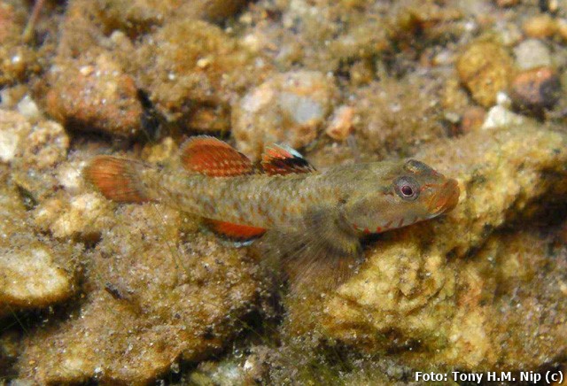 Goby (Rhinogobius duospilus)