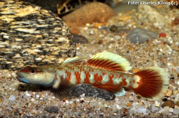 Goby (Rhinogobius zhoui)