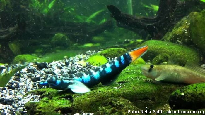 Goby (Sicyopterus macrostetholepis)