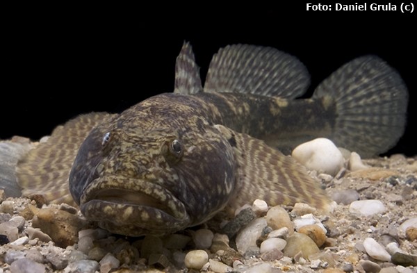 Goby de Cabeça Grande (Ponticola kessleri)