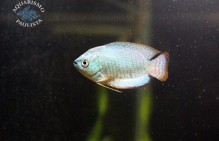 Colisa azul (Trichogaster lalius)