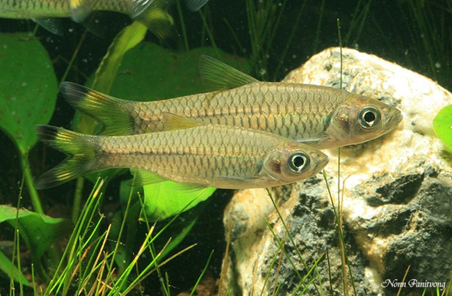 Rasbora caudimaculata (Rasbora caudimaculata)