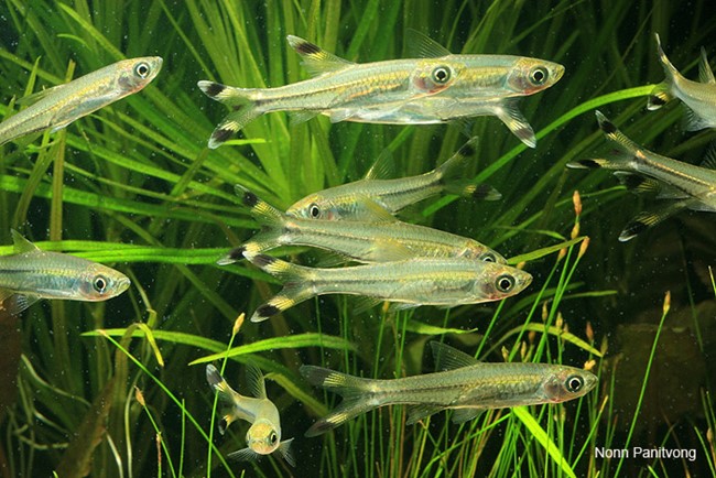 Rasbora Cauda de Tesoura (Rasbora trilineata)