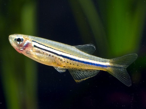 Danio Manchado (Danio nigrofasciatus)