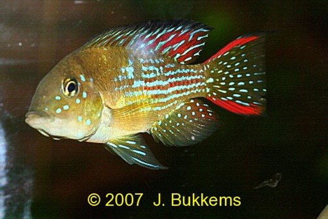 Cará, Papaterra (Gymnogeophagus rhabdotus)