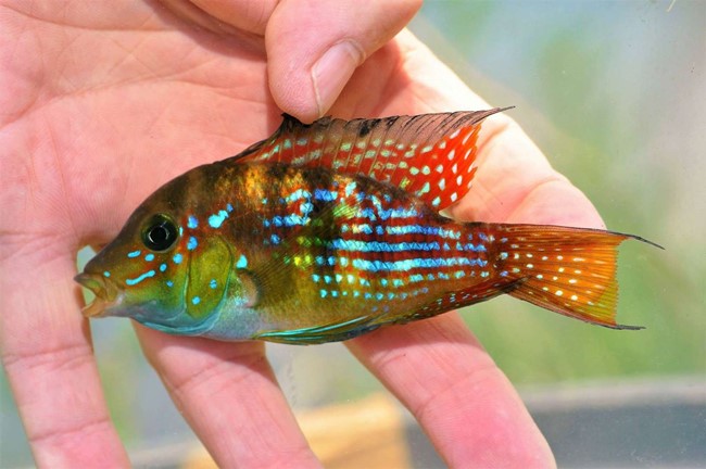 Acará terrapurpura (Gymnogeophagus terrapurpura)