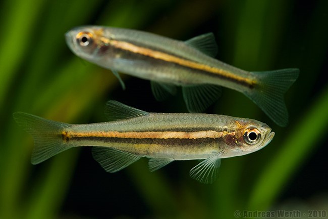 Danio (Danio jaintianensis)