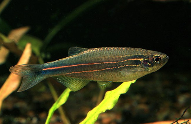 Danio Azul (Danio kerri)