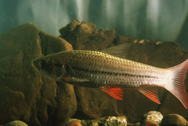 Barbo (Leptobarbus melanotaenia)