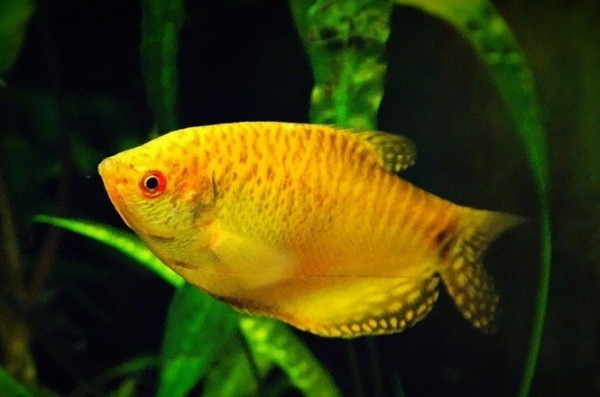 Tricogaster Amarelo (Trichogaster trichopterus)