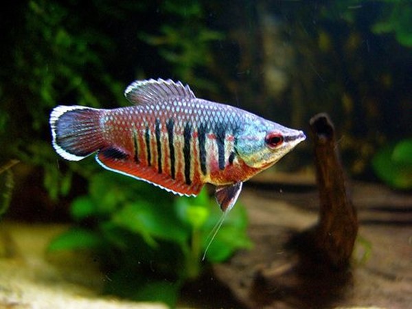 Gourami Samurai (Sphaerichthys vaillanti)