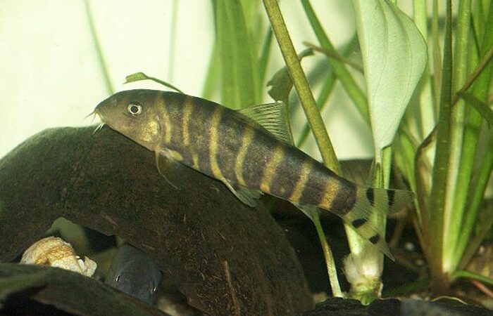 Botia de Bengala (Botia dario)