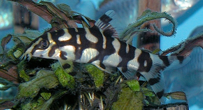 Botia de Burma (Botia histrionica)
