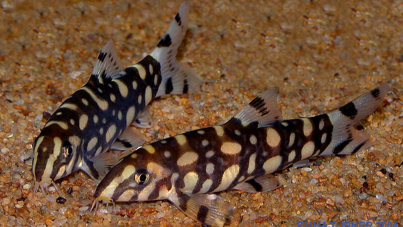 Botia Mármore (Botia kubotai)