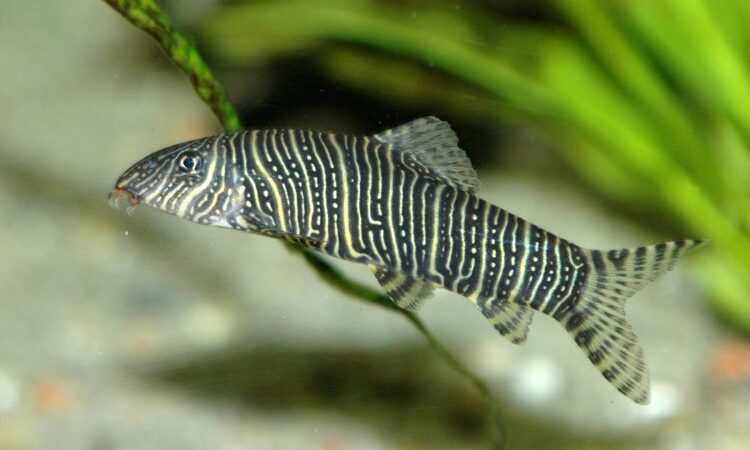 Botia Zebra (Botia striata)