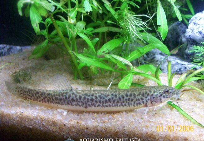 Dojô (Misgurnus anguillicaudatus)