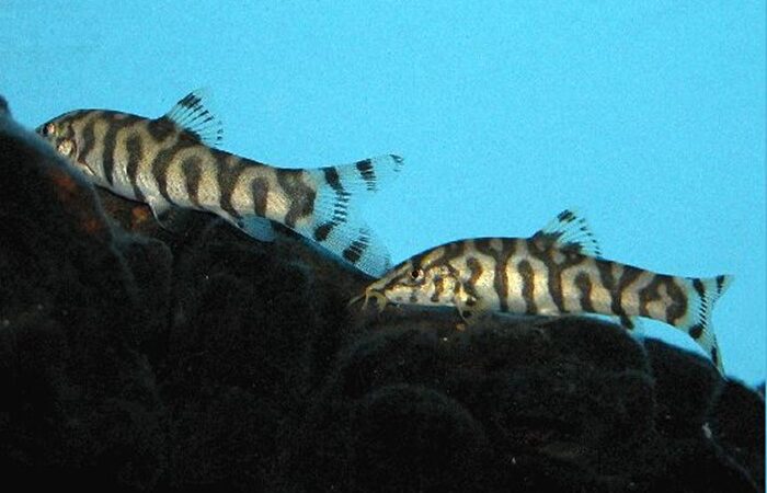 Botia Yoyo (Botia almorhae)