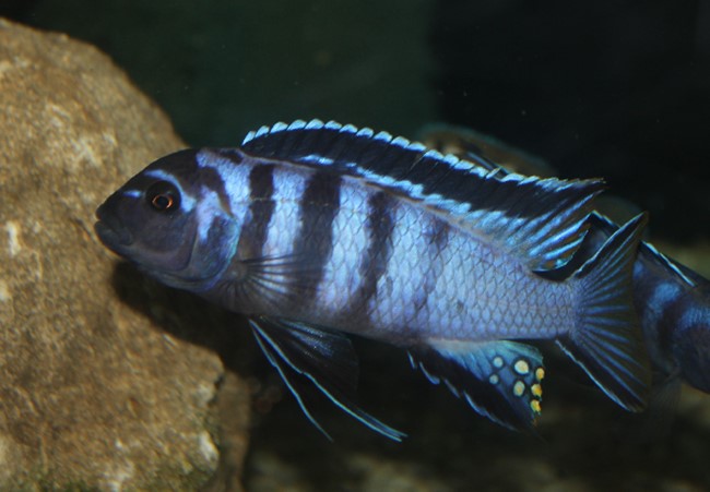 Ciclídeo Elongatus (Chindongo elongatus)