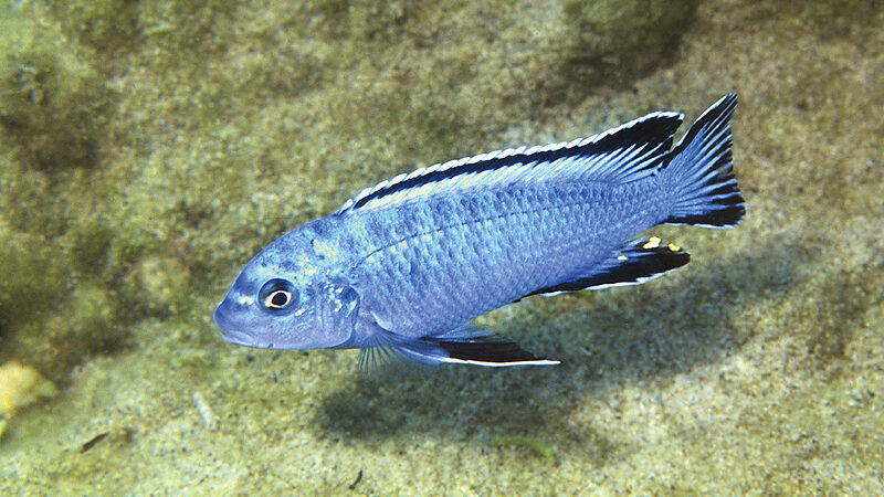 Socolofi (Chindongo socolofi)