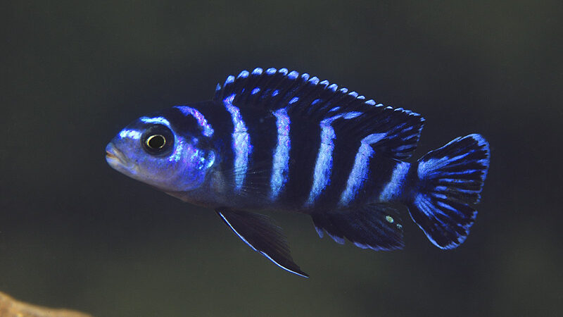 Demasoni Pombo (Chindongo demasoni)