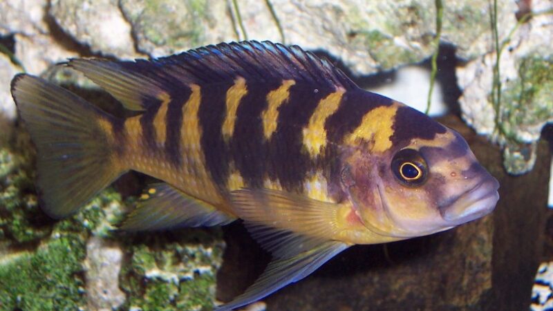 Ciclídeo Abelha (Pseudotropheus crabro)