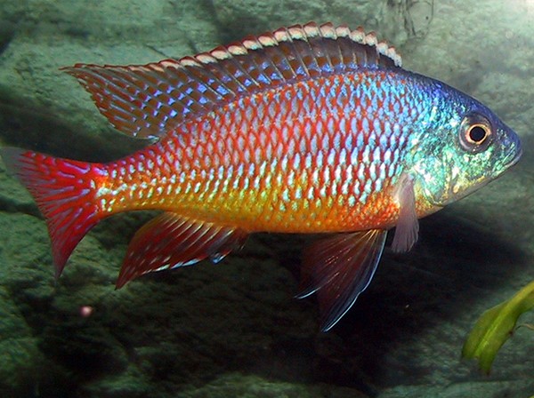Red empress (Protomelas taeniolatus)