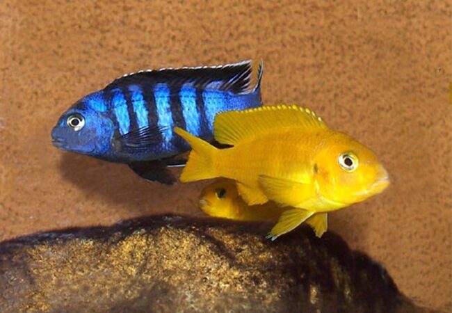 Saulosi (Chindongo saulosi)