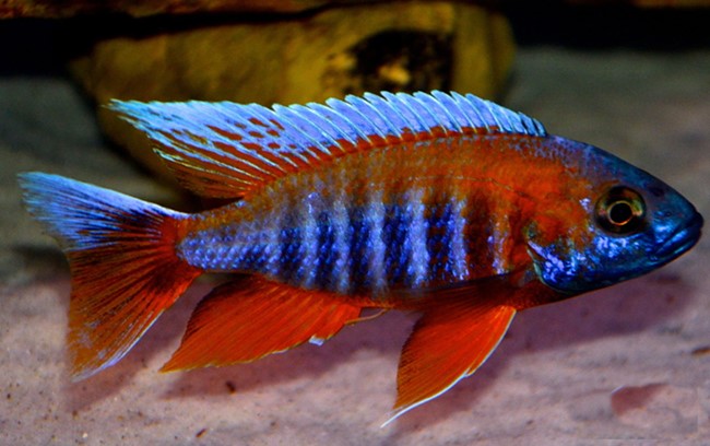 Fairy cichlid (Aulonocara jacobfreibergi)