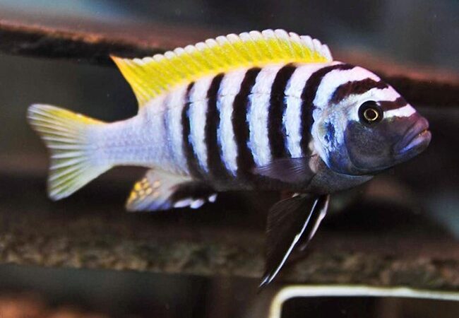 Ciclídeo Afra (Cynotilapia afra)