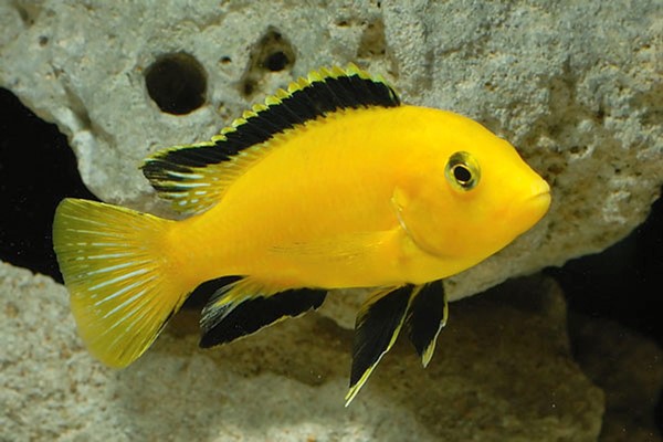 Labido Amarelo (Labidochromis caeruleus)