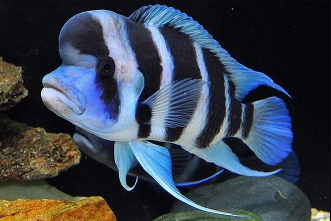 Frontosa (Cyphotilapia frontosa)
