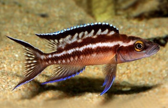 Buescheri (Neolamprologus buescheri)