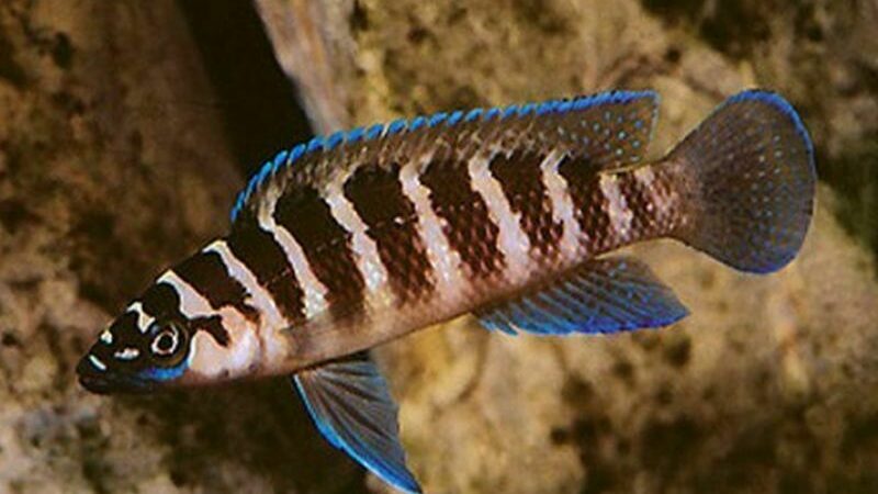 Ciclídeo Cilíndrico (Neolamprologus cylindricus)
