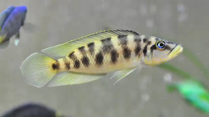 Lamprologus Barrado (Neolamprologus fasciatus)