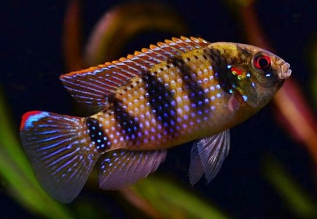Ciclídeo Borboleta Africano (Anomalochromis thomasi)